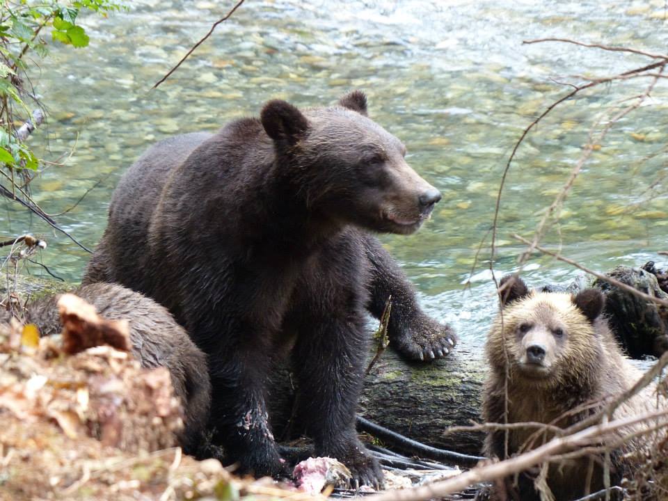 Photo of a grizzly infront of a river